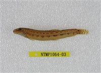 藏品(中華鰍)的圖片